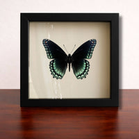 Butterflies of the World Starter Set – Curated