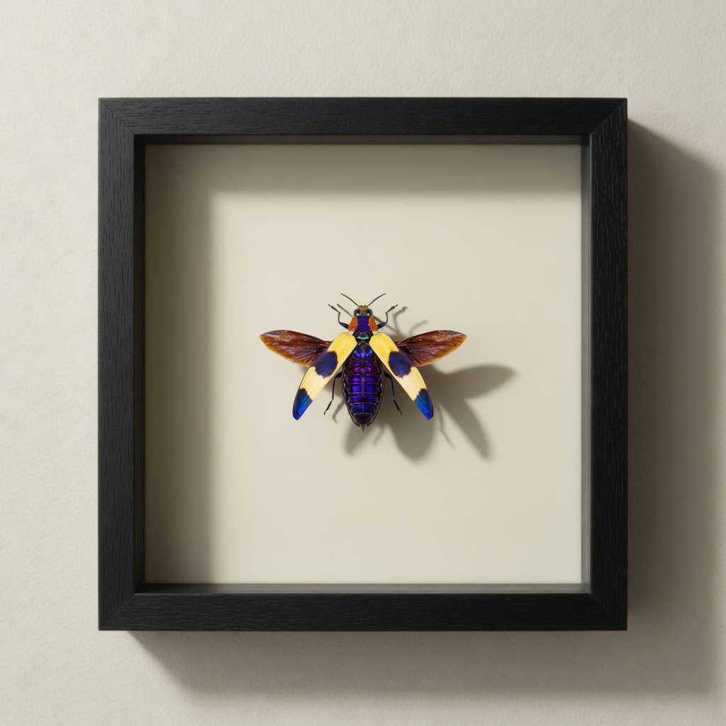 Blue Pink Jewel Beetle Shadow Box (7x7) Real Framed