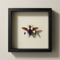 Blue Pink Jewel Beetle Shadow Box (7x7) Real Framed