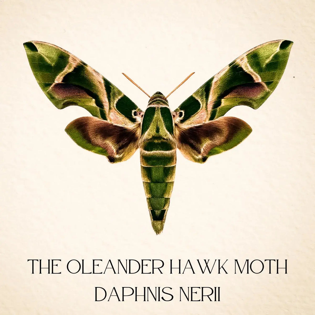 Real Oleander Hawk Moth – 6x6 Shadowbox (Daphnis nerii)