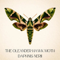 Real Oleander Hawk Moth – 6x6 Shadowbox (Daphnis nerii)
