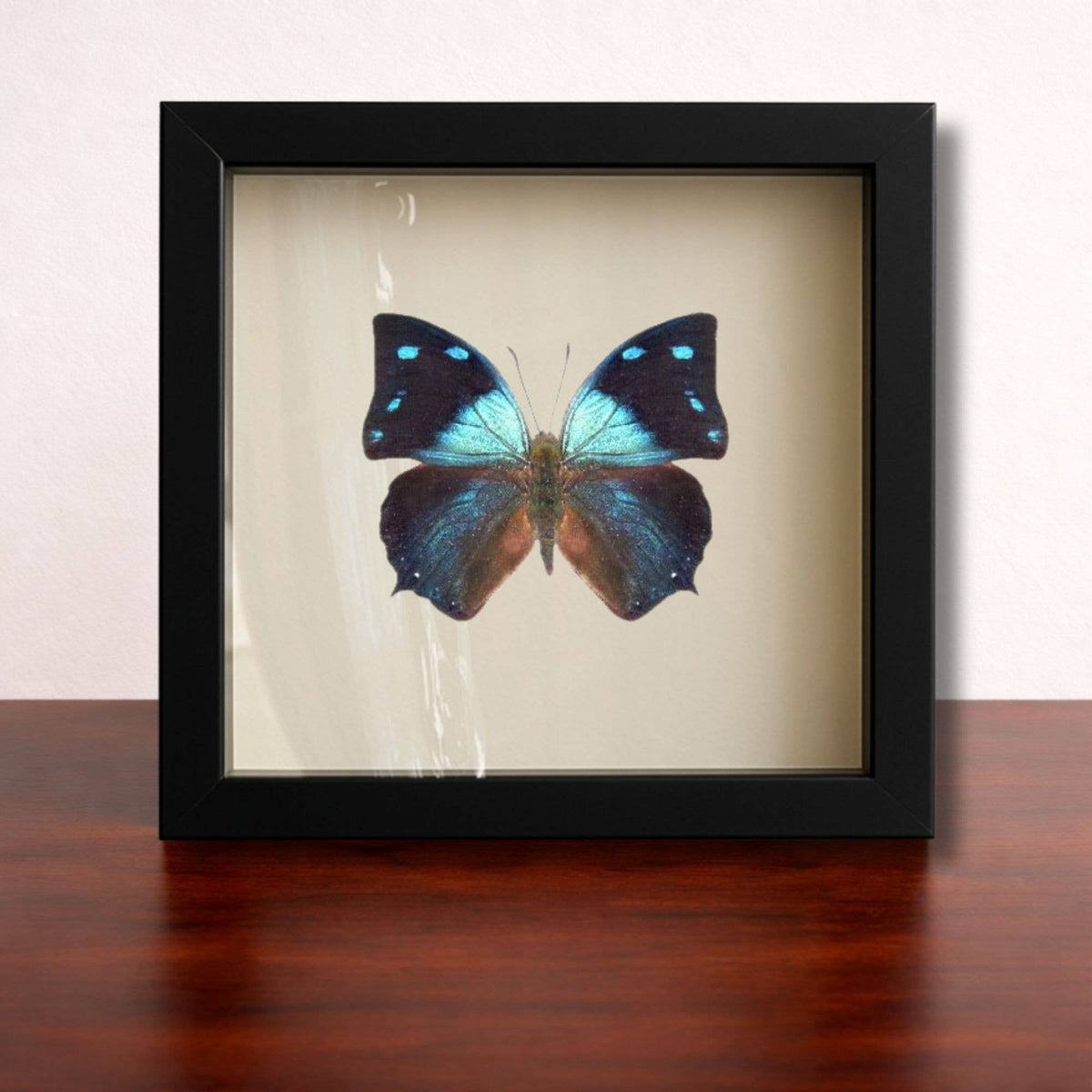Butterflies of the World Starter Set – Curated