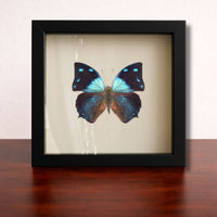 Butterflies of the World Starter Set – Curated