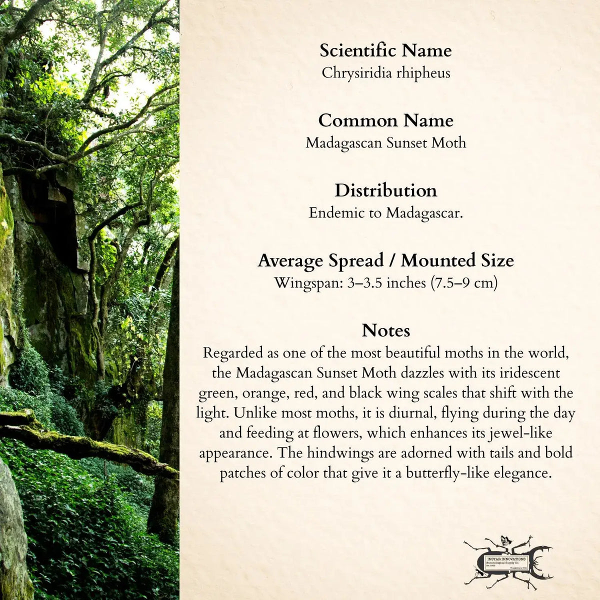 Real Madagascan Sunset Moth – 6x6 Shadowbox Chrysiridia Sp.