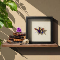 Blue Pink Jewel Beetle Shadow Box (7x7) Real Framed
