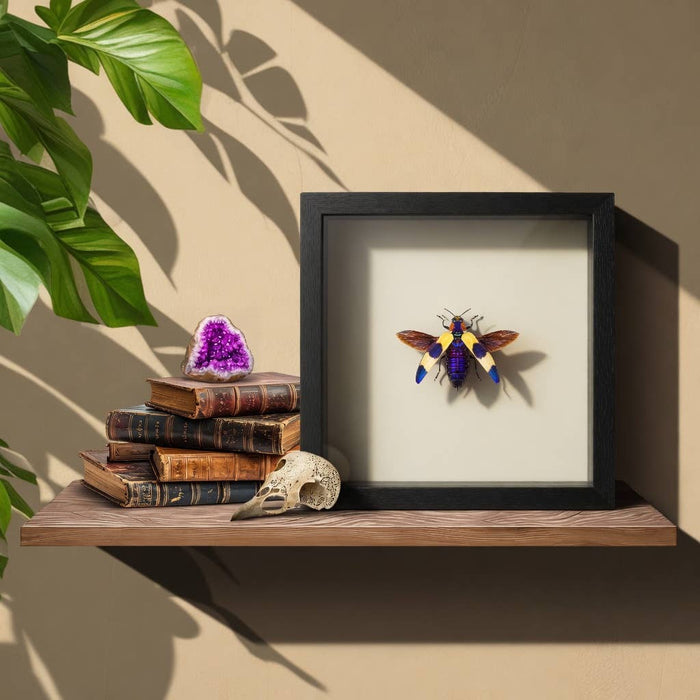 Blue Pink Jewel Beetle Shadow Box (7x7) Real Framed