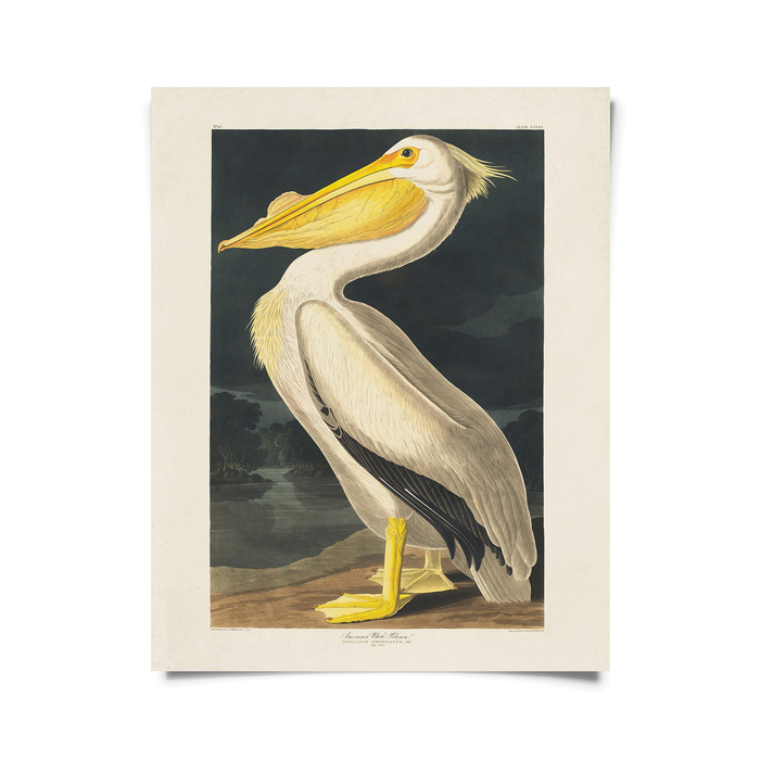 Vintage White Pelican Audubon Print w/ optional frame