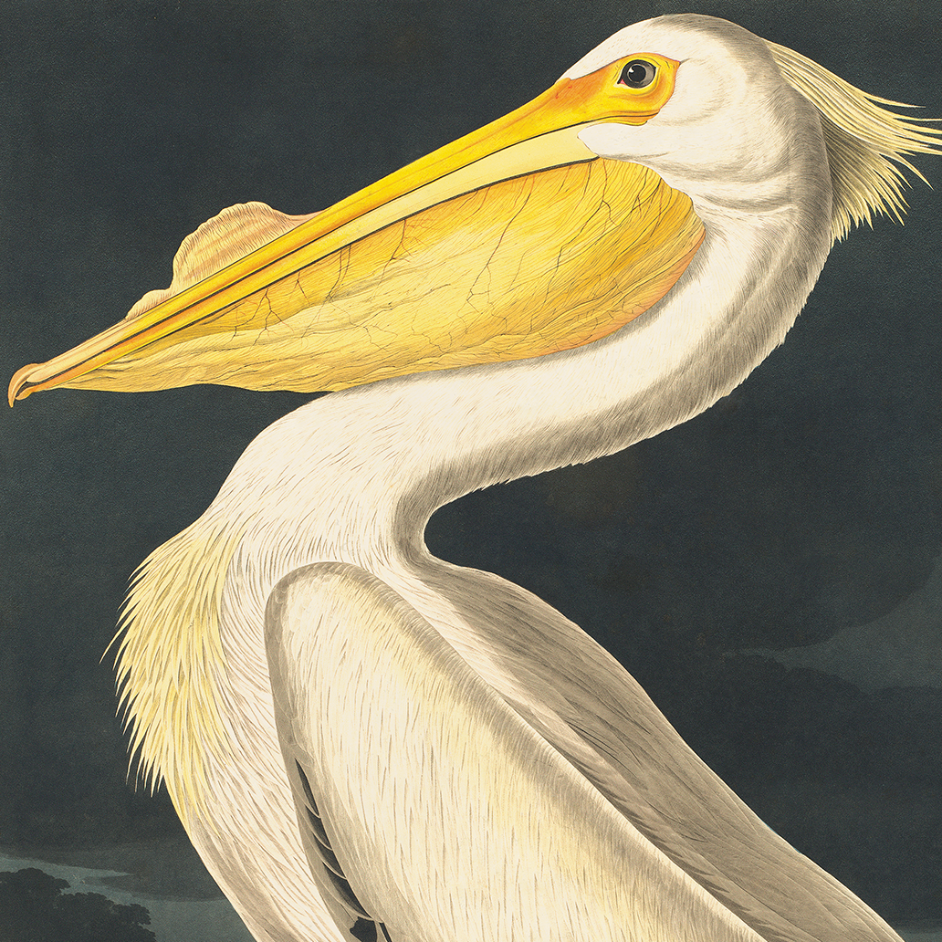 Vintage White Pelican Audubon Print w/ optional frame