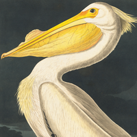 Vintage White Pelican Audubon Print w/ optional frame