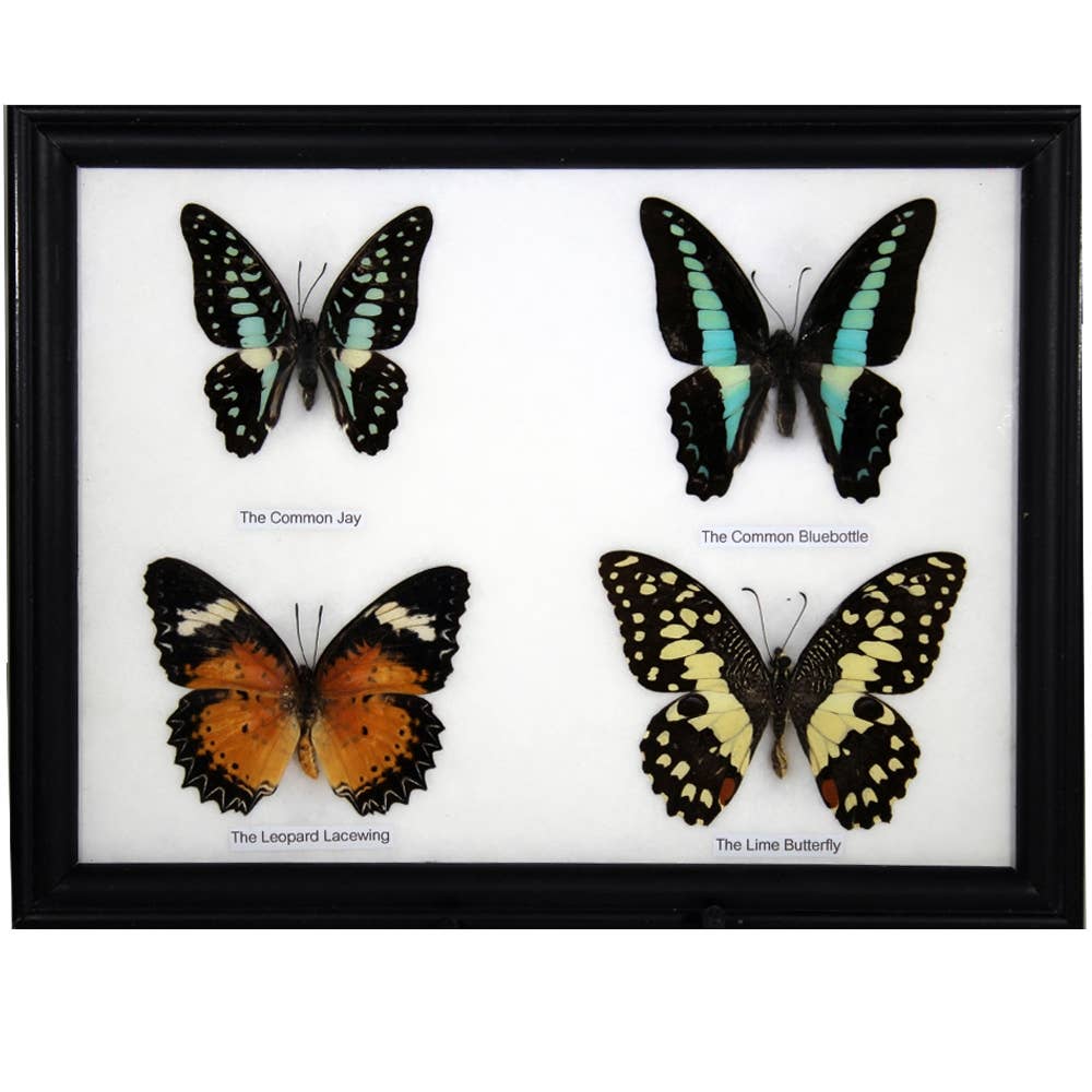 Butterfly Specimens  4pc Frame - BTF4