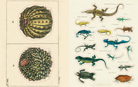 John Derian Sticker Book II