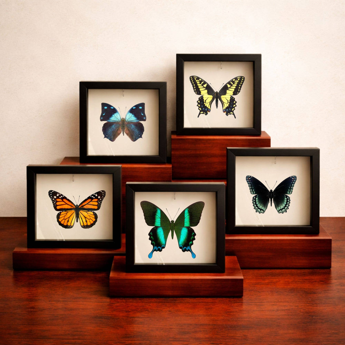 Butterflies of the World Starter Set – Curated