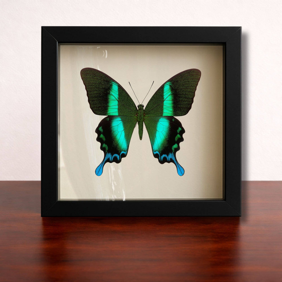 Butterflies of the World Starter Set – Curated