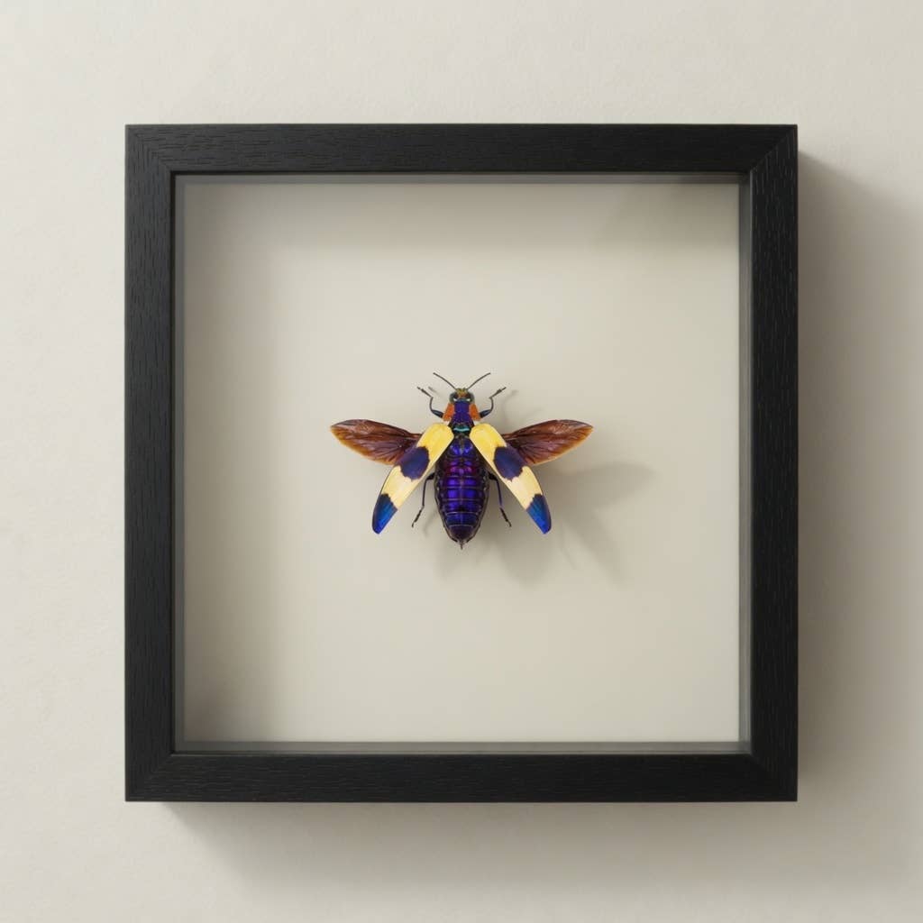 Blue Pink Jewel Beetle Shadow Box (7x7) Real Framed
