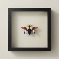 Blue Pink Jewel Beetle Shadow Box (7x7) Real Framed