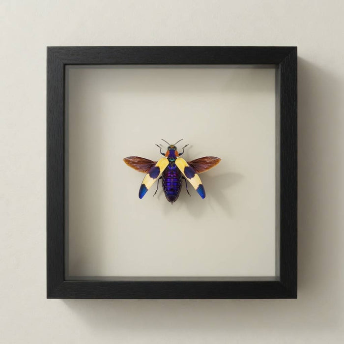 Blue Pink Jewel Beetle Shadow Box (7x7) Real Framed