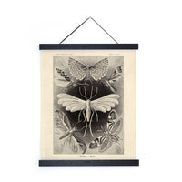 Vintage Haeckel Moth Insect Print w/ optional frame