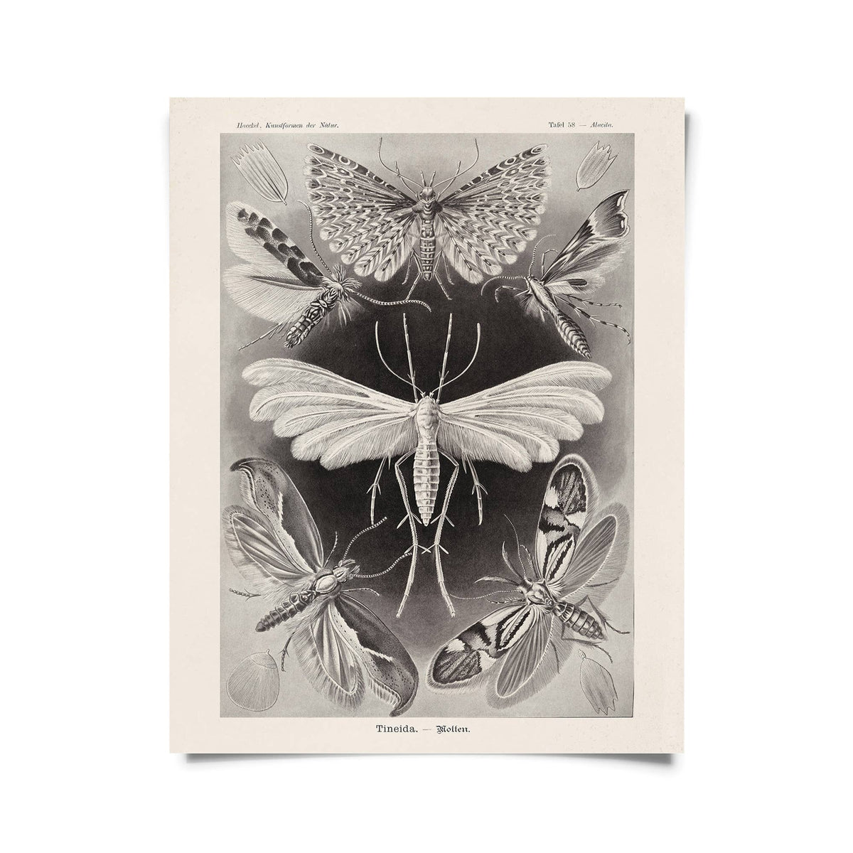 Vintage Haeckel Moth Insect Print w/ optional frame