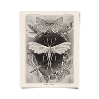 Vintage Haeckel Moth Insect Print w/ optional frame