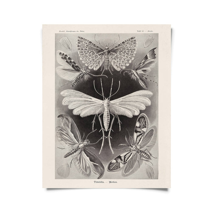 Vintage Haeckel Moth Insect Print w/ optional frame