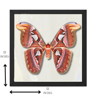 Real Atlas Moth – 12x12 Shadowbox (Attacus atlas) Female