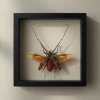 Harlequin Beetle Shadow Box (7x7) Real Framed Insect