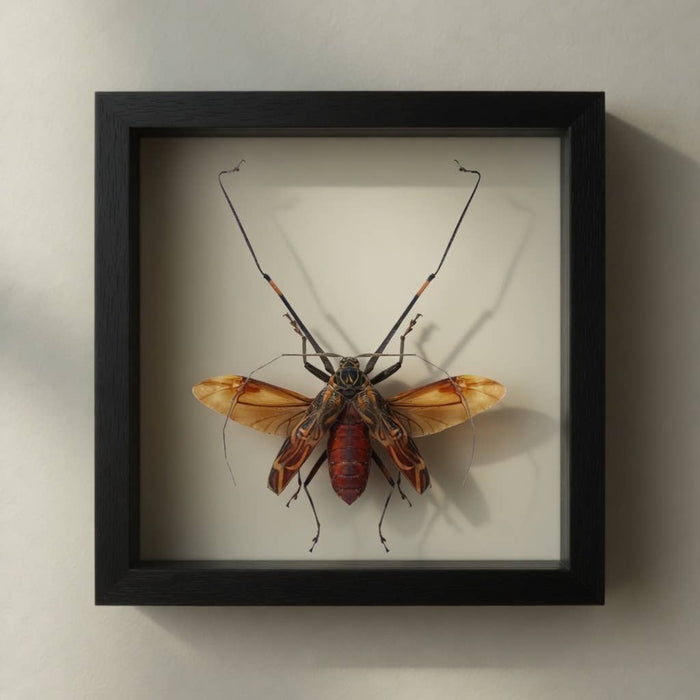 Harlequin Beetle Shadow Box (7x7) Real Framed Insect