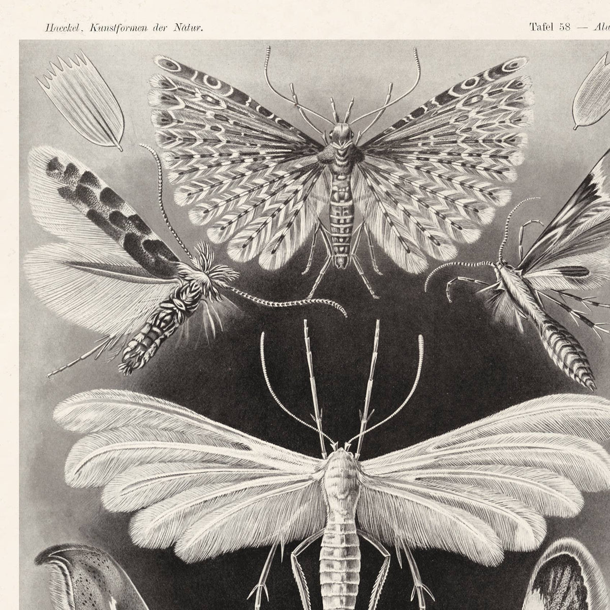 Vintage Haeckel Moth Insect Print w/ optional frame