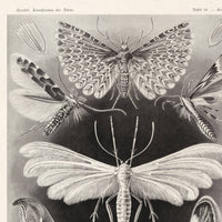 Vintage Haeckel Moth Insect Print w/ optional frame