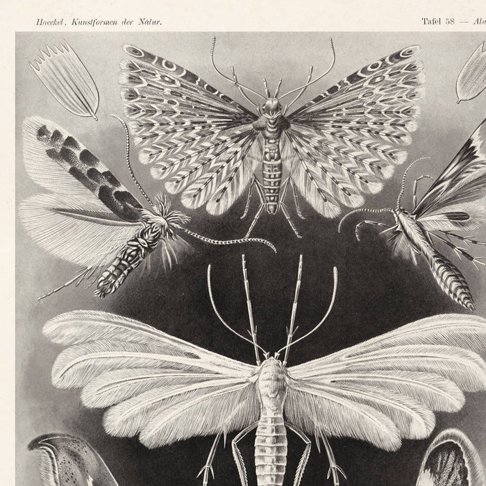 Vintage Haeckel Moth Insect Print w/ optional frame