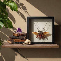 Harlequin Beetle Shadow Box (7x7) Real Framed Insect