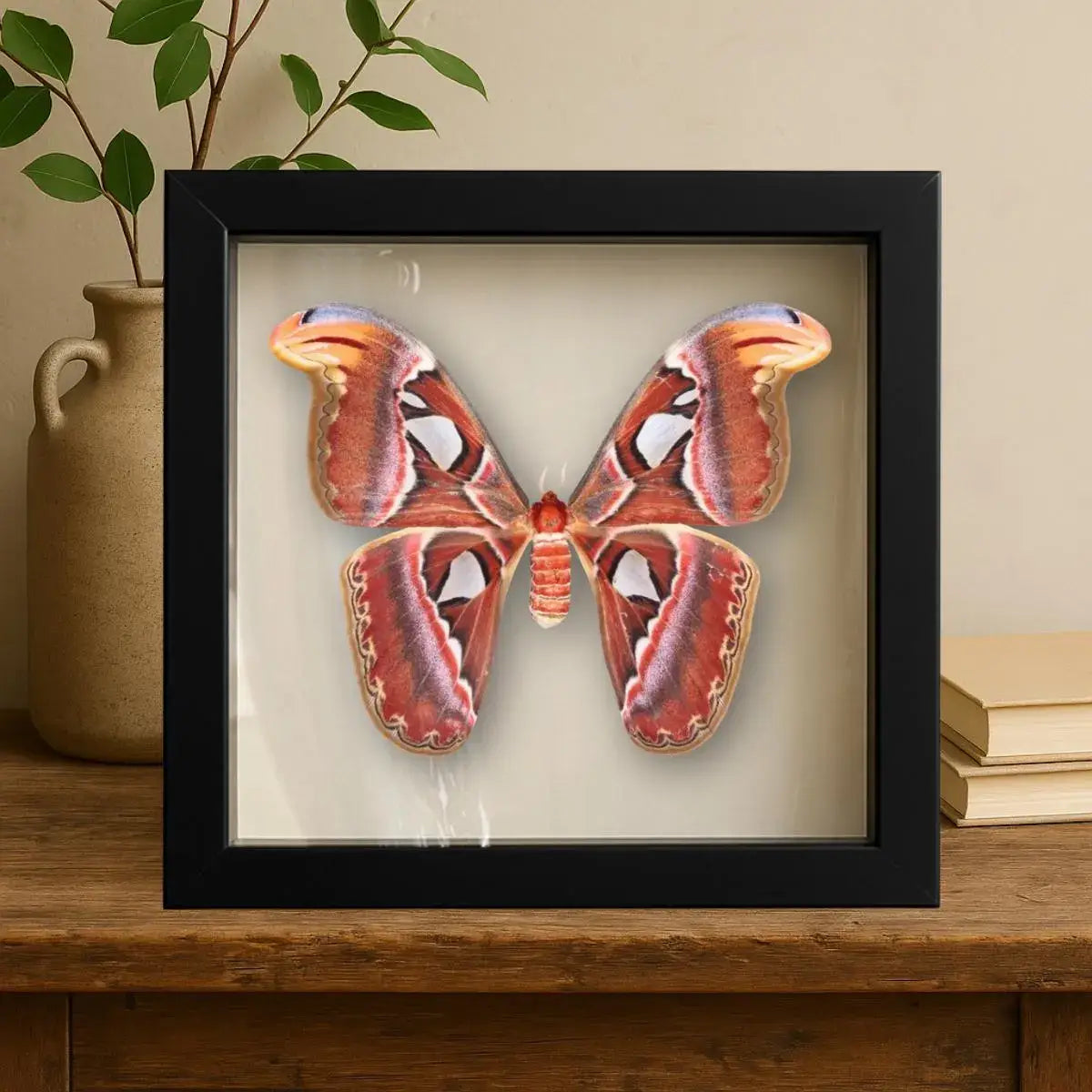 Real Atlas Moth – 12x12 Shadowbox (Attacus atlas) Female