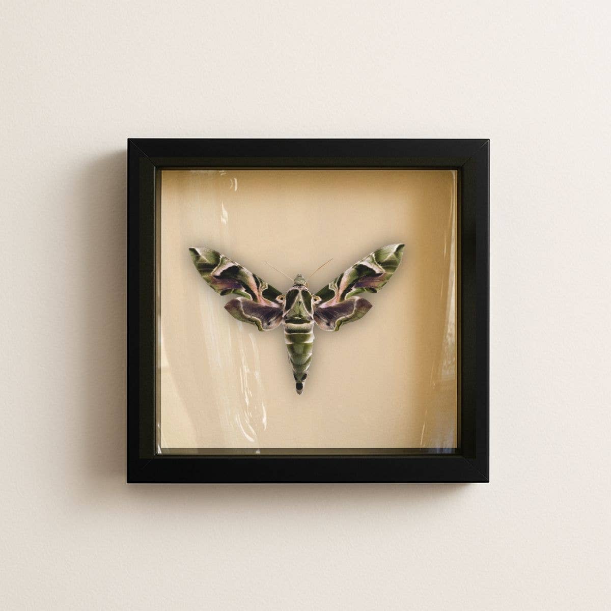 Real Oleander Hawk Moth – 6x6 Shadowbox (Daphnis nerii)
