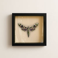 Real Oleander Hawk Moth – 6x6 Shadowbox (Daphnis nerii)