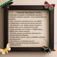 Real Madagascan Sunset Moth – 6x6 Shadowbox Chrysiridia Sp.