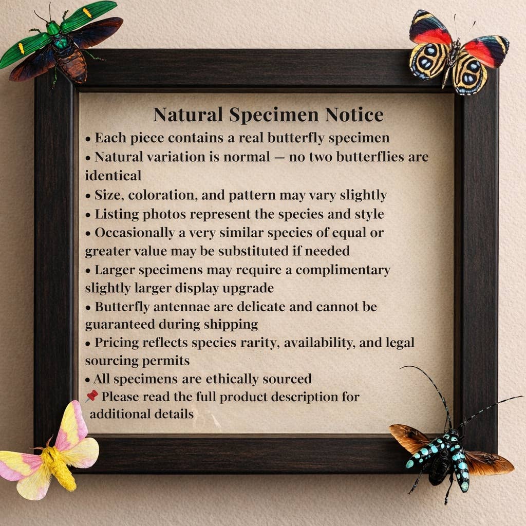 Real Oleander Hawk Moth – 6x6 Shadowbox (Daphnis nerii)