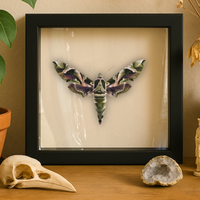 Real Oleander Hawk Moth – 6x6 Shadowbox (Daphnis nerii)