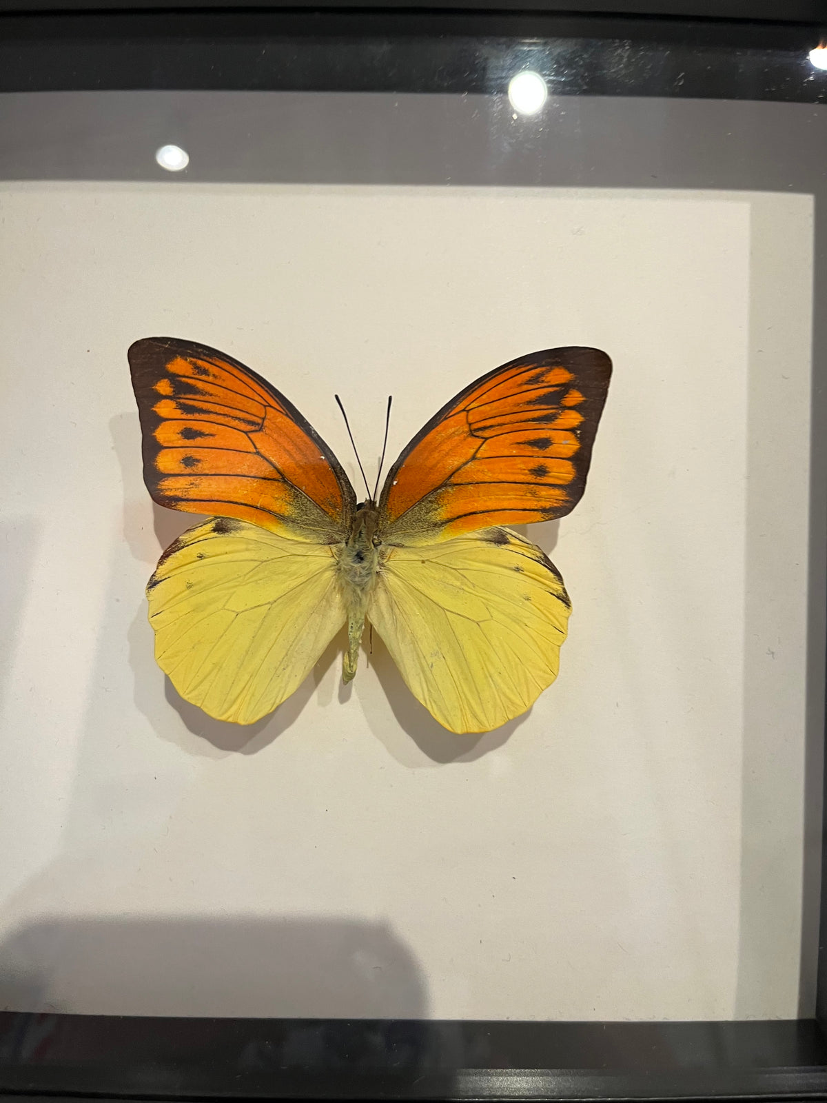The Brimstone Wing Butterfly