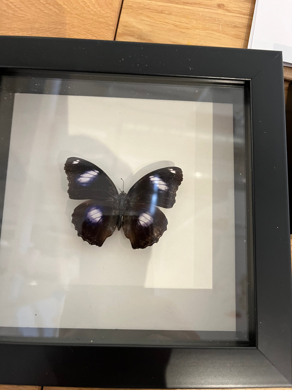 The Blue Moon Butterfly