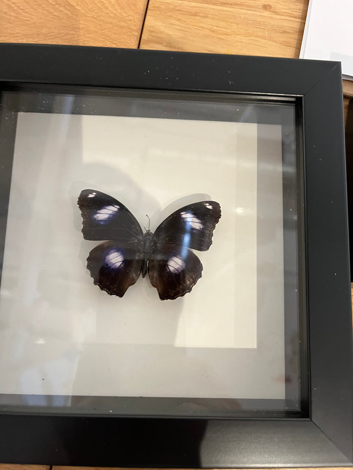 The Blue Moon Butterfly