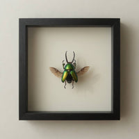 Green Stag Beetle Wing Spread Shadow Box (7x7) Real