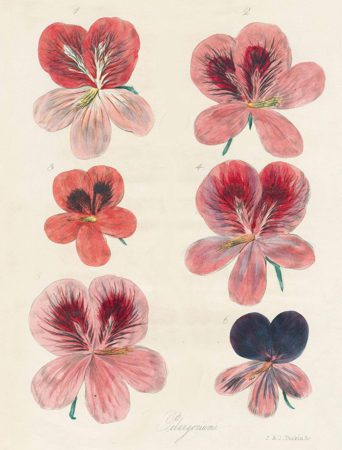 John Derian Paper Goods: Wrapping Paper & Gift Tags