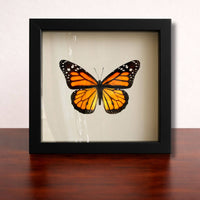 Butterflies of the World Starter Set – Curated