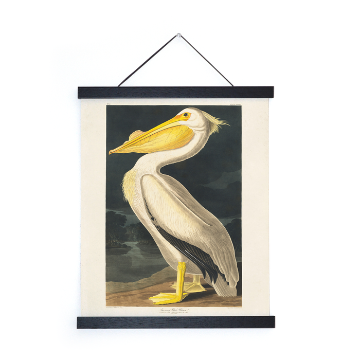 Vintage White Pelican Audubon Print w/ optional frame