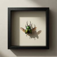 Green Stag Beetle Wing Spread Shadow Box (7x7) Real