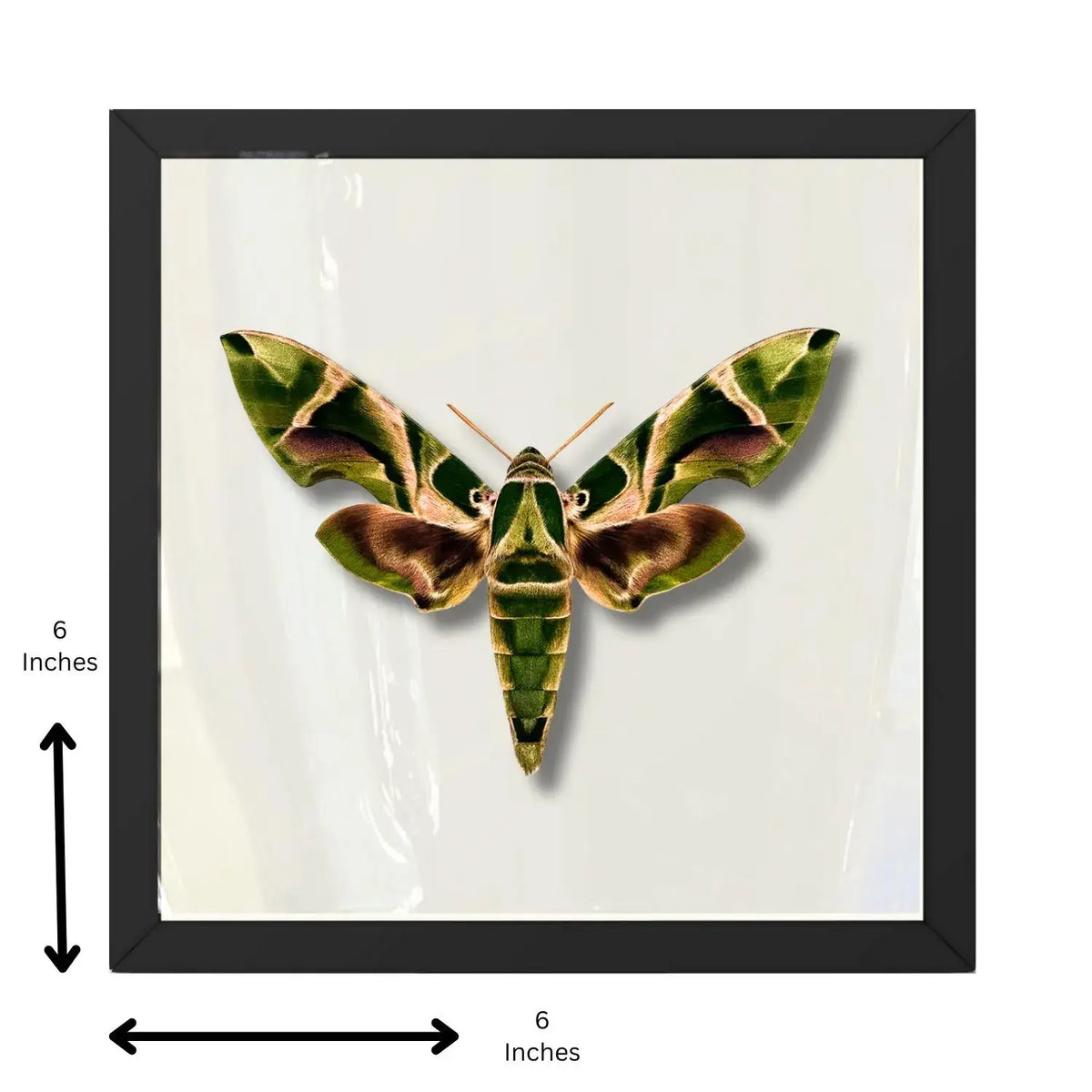 Real Oleander Hawk Moth – 6x6 Shadowbox (Daphnis nerii)