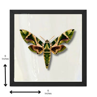 Real Oleander Hawk Moth – 6x6 Shadowbox (Daphnis nerii)