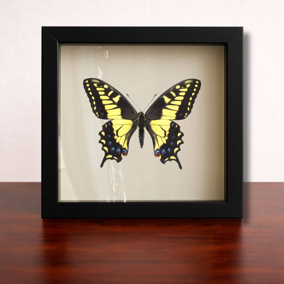 Butterflies of the World Starter Set – Curated