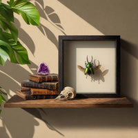 Green Stag Beetle Wing Spread Shadow Box (7x7) Real