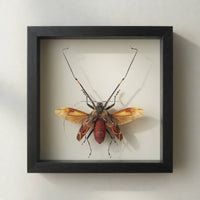 Harlequin Beetle Shadow Box (7x7) Real Framed Insect